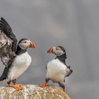 Atlantic Puffins