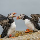 Atlantic Puffins