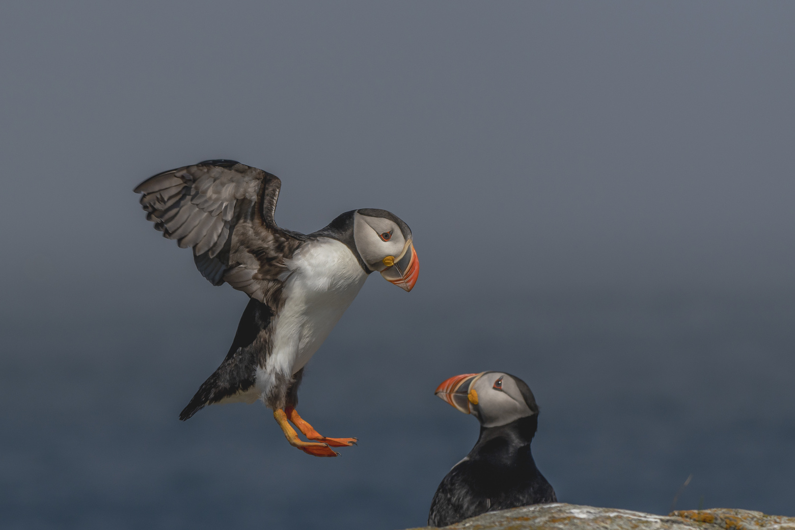 Atlantic Puffins