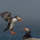 Atlantic Puffins