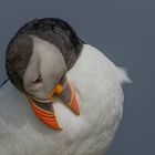 Atlantic Puffins