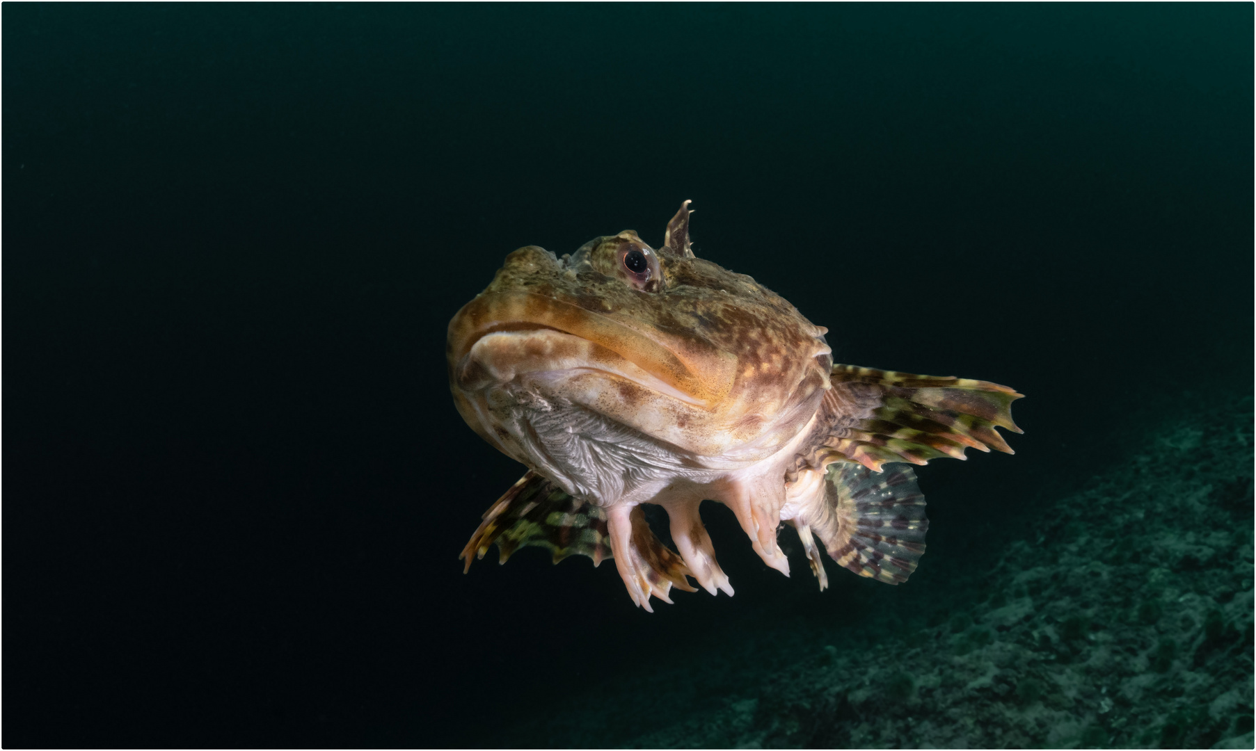 Atlantic Sculpin