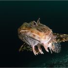 Atlantic Sculpin