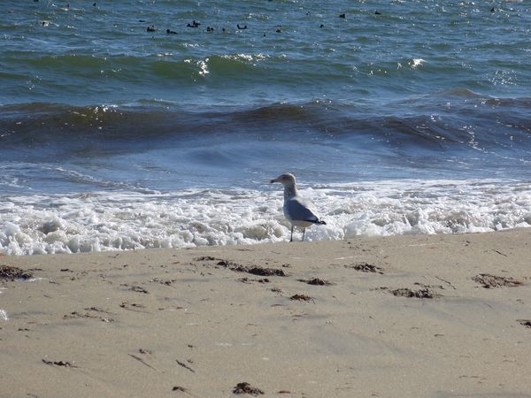 Atlantic see-gull