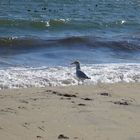Atlantic see-gull
