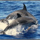 Atlantic Spotted Dolphin - Delfinweibchen mit Nachwuchs