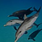 Atlantic spotted dolphins