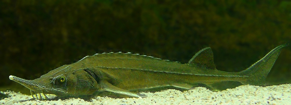 Atlantic Sturgeon