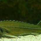 Atlantic Sturgeon