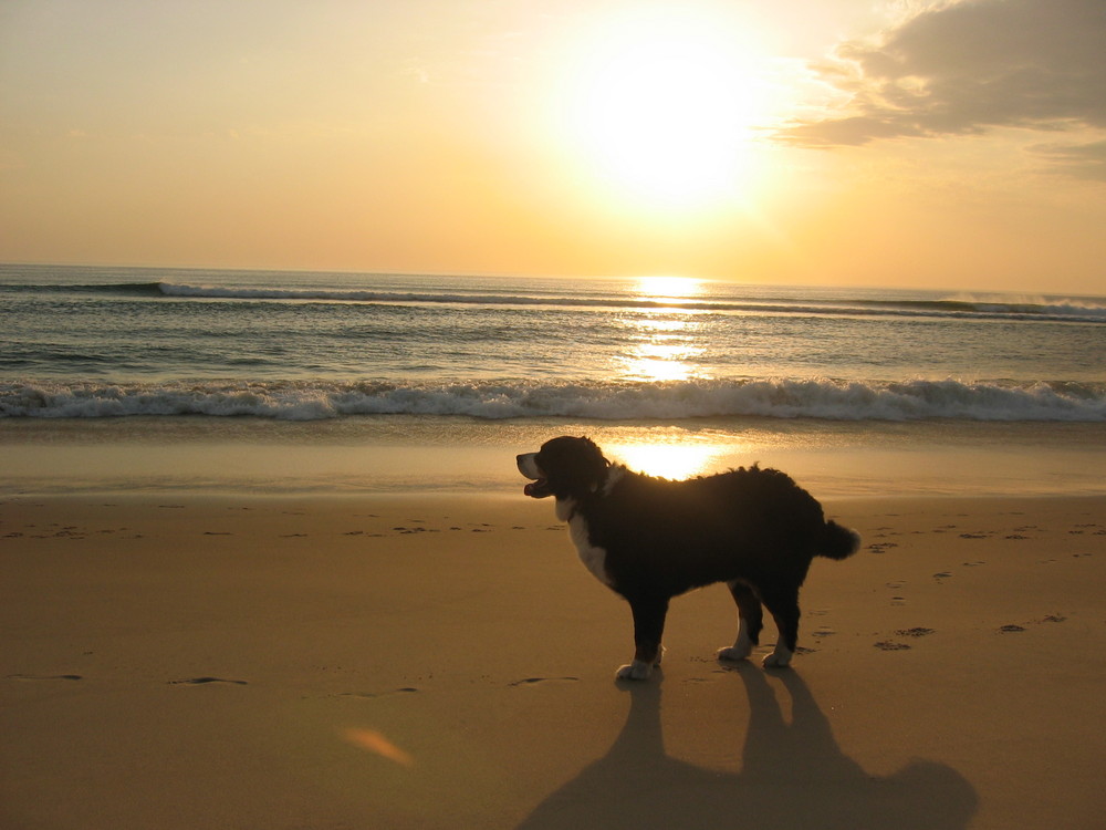 ATLANTIKKÜSTE bei ARRACHON MIT HUND MOMO