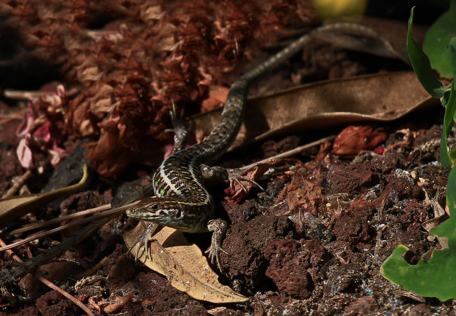 Atlantische Eidechse (Gallotia atlantica mahoratae)