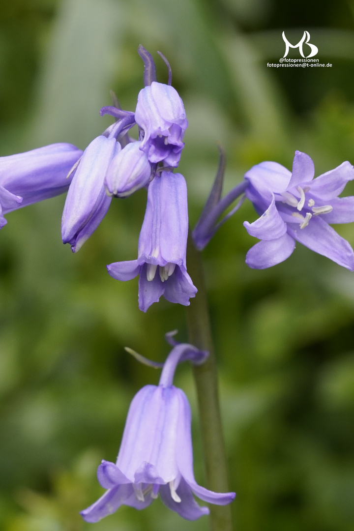 Atlantische Hasenglöckchen (Hyacinthoides non-scripta), auch Englisches Hasenglöckchen