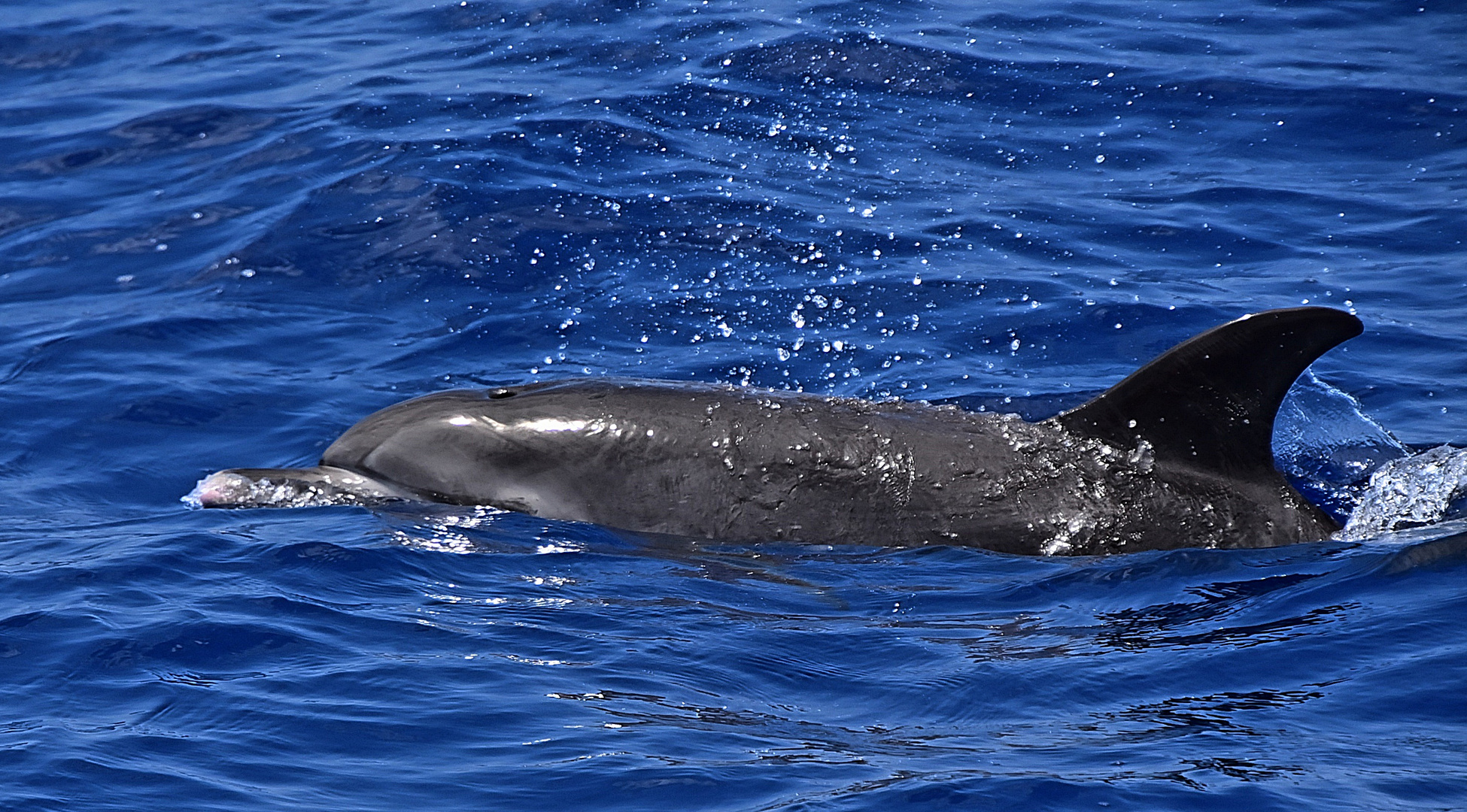 Atlantischer Fleckendelfin oder auch Zügeldelfin (Stenella frontalis) genannt