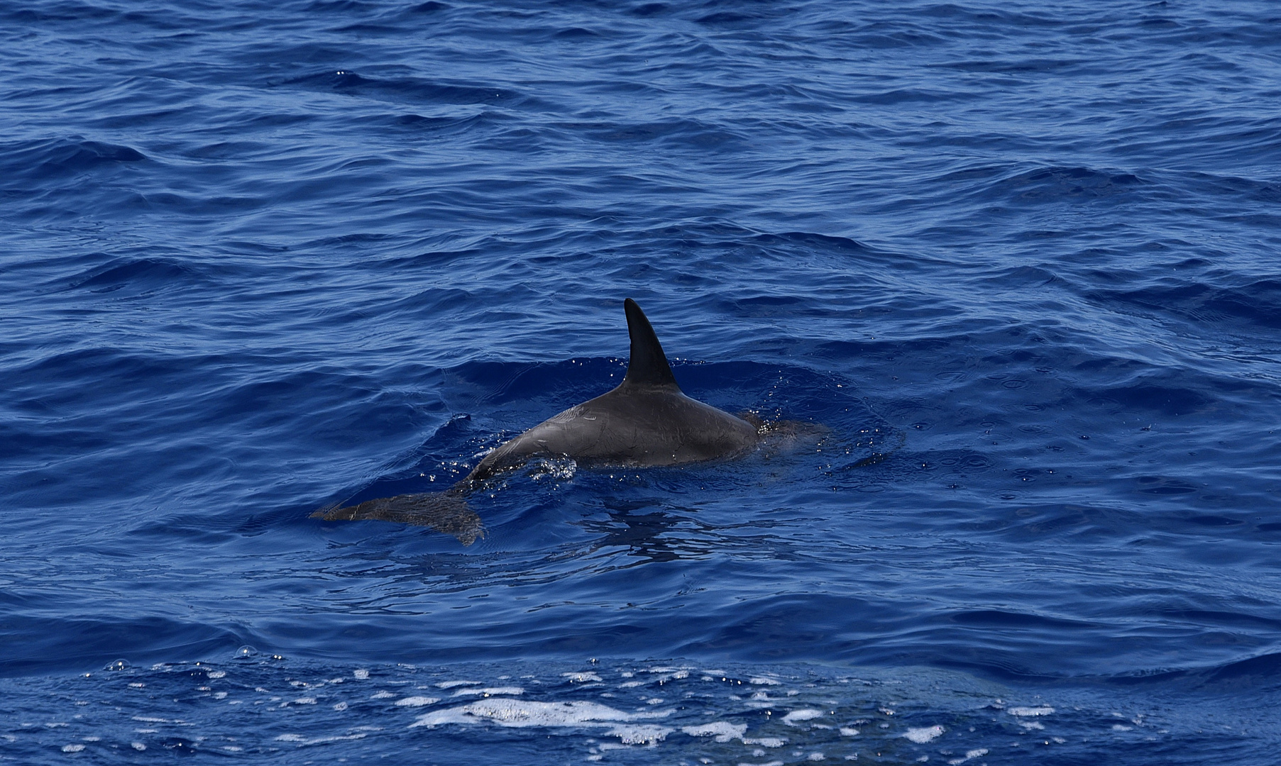 Atlantischer Fleckendelfin oder auch Zügeldelfin (Stenella frontalis) genannt