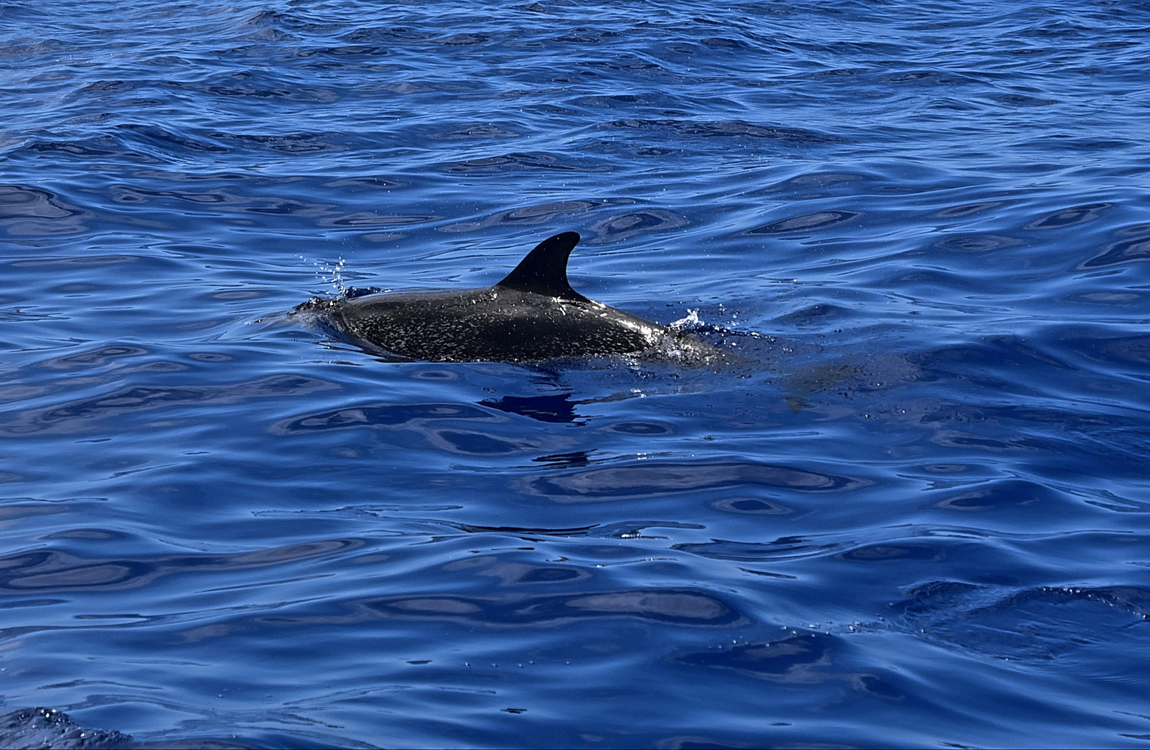  Atlantischer Fleckendelfin oder auch Zügeldelfin (Stenella frontalis) genannt