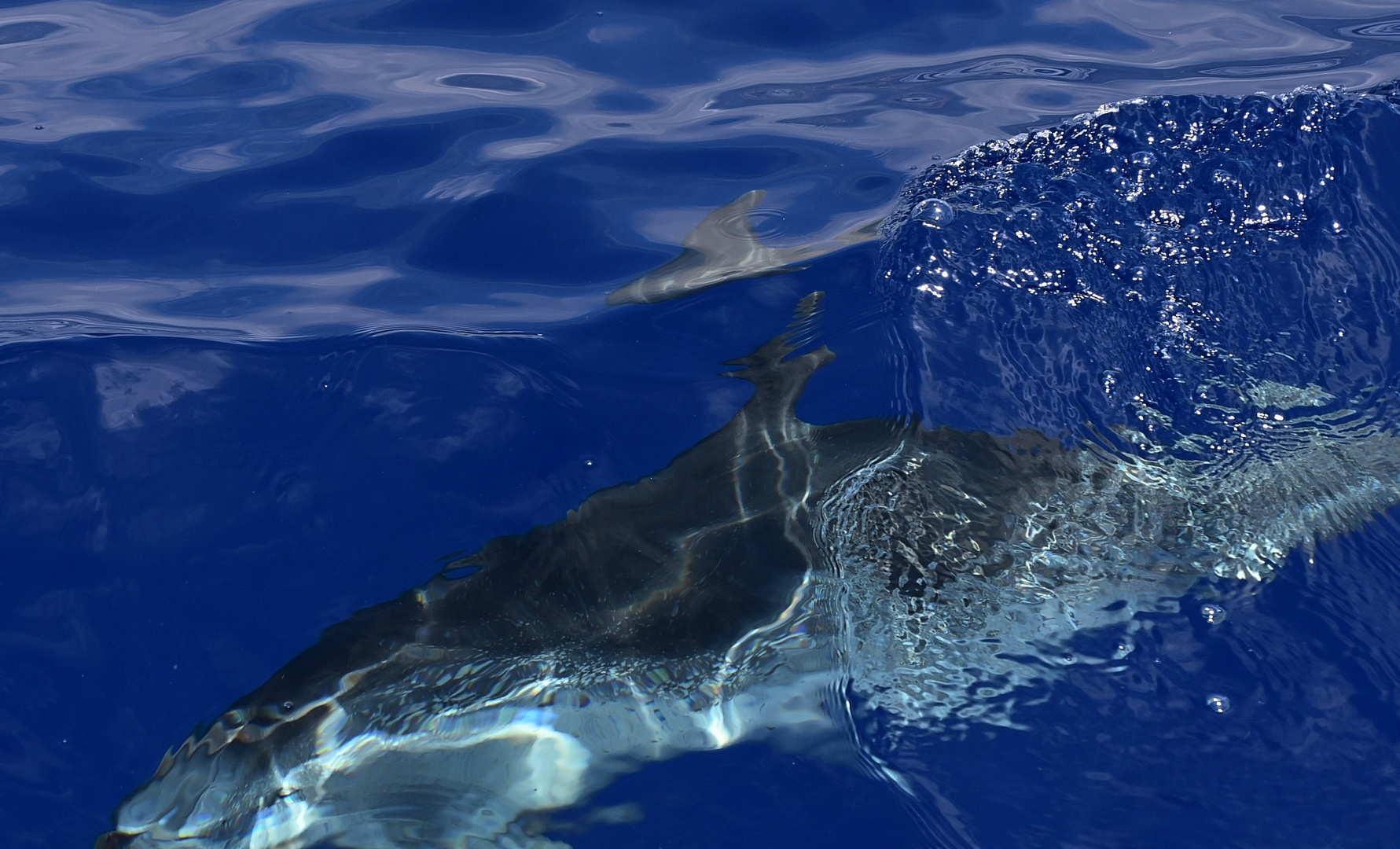 Atlantischer Fleckendelfin oder auch Zügeldelfin (Stenella frontalis) genannt