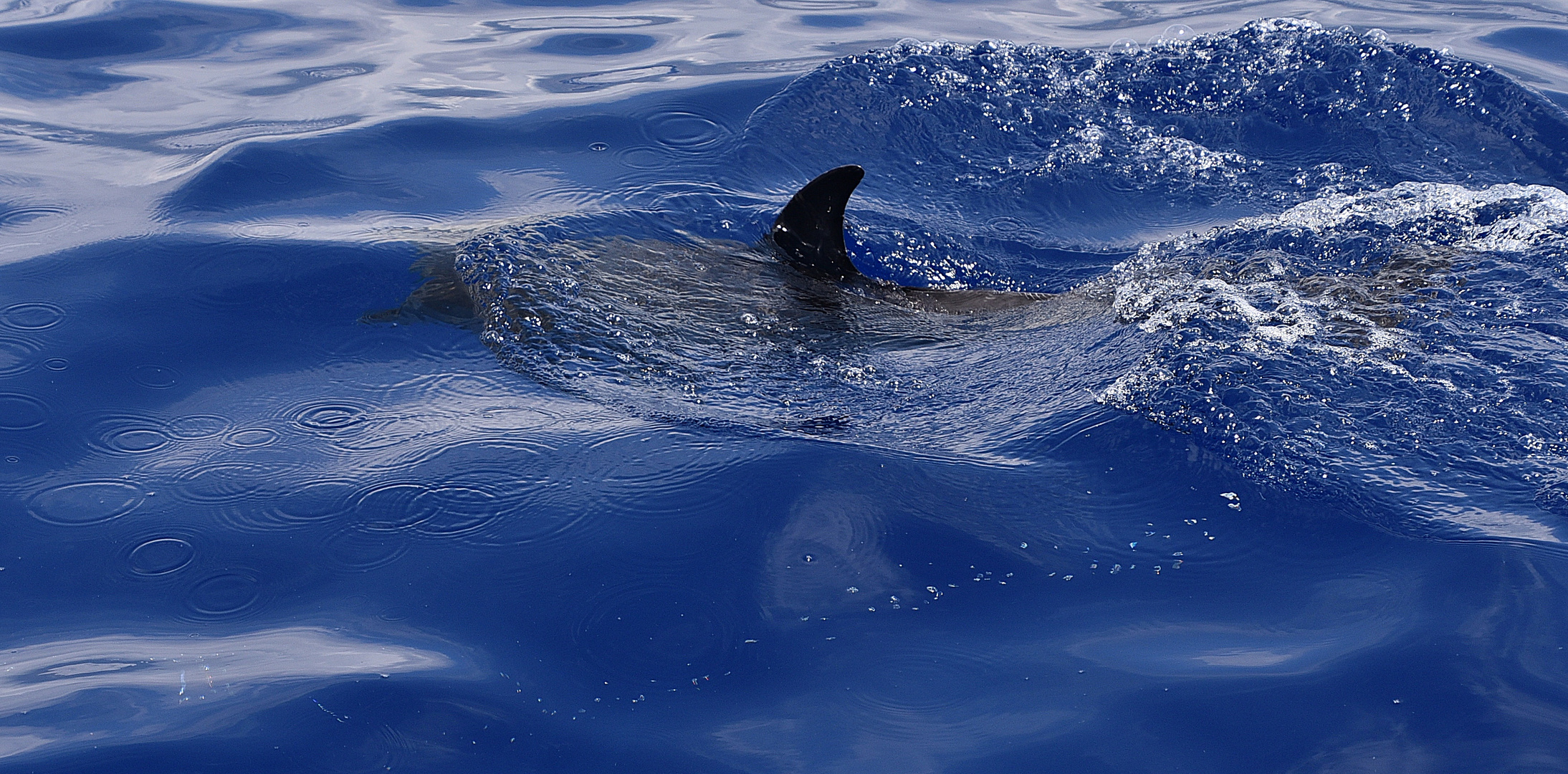 Atlantischer Fleckendelfin oder auch Zügeldelfin (Stenella frontalis) genannt