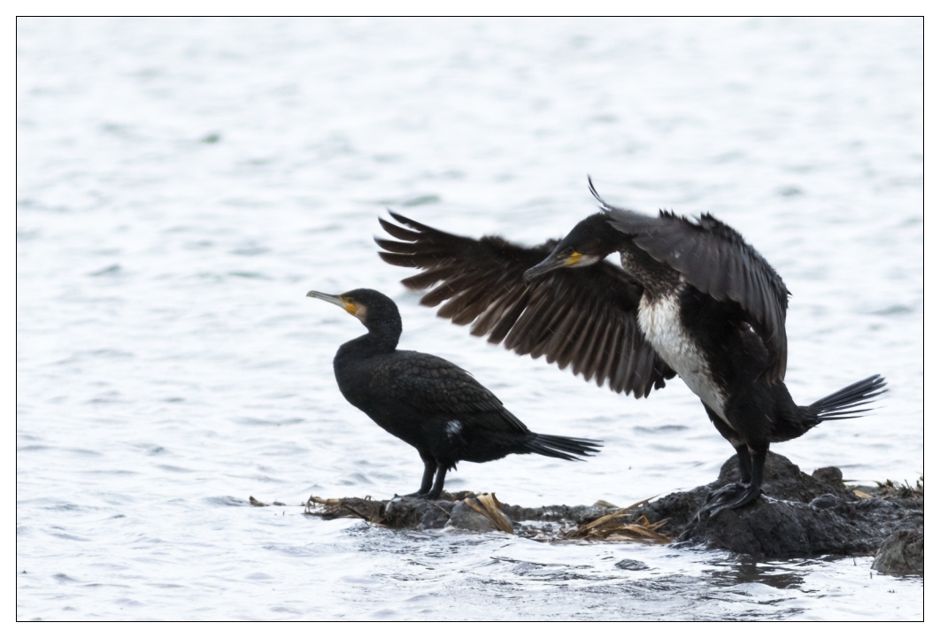 Atlantischer Kormoran