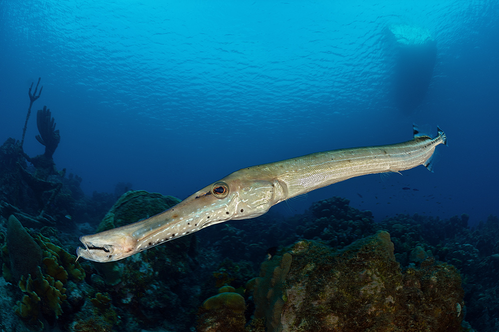 Atlantischer Trompetenfisch