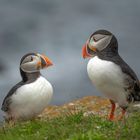 Atlantiv Puffins