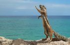 Atlantoxerus getulus - Atlashörnchen Fuerteventura de Frank911 