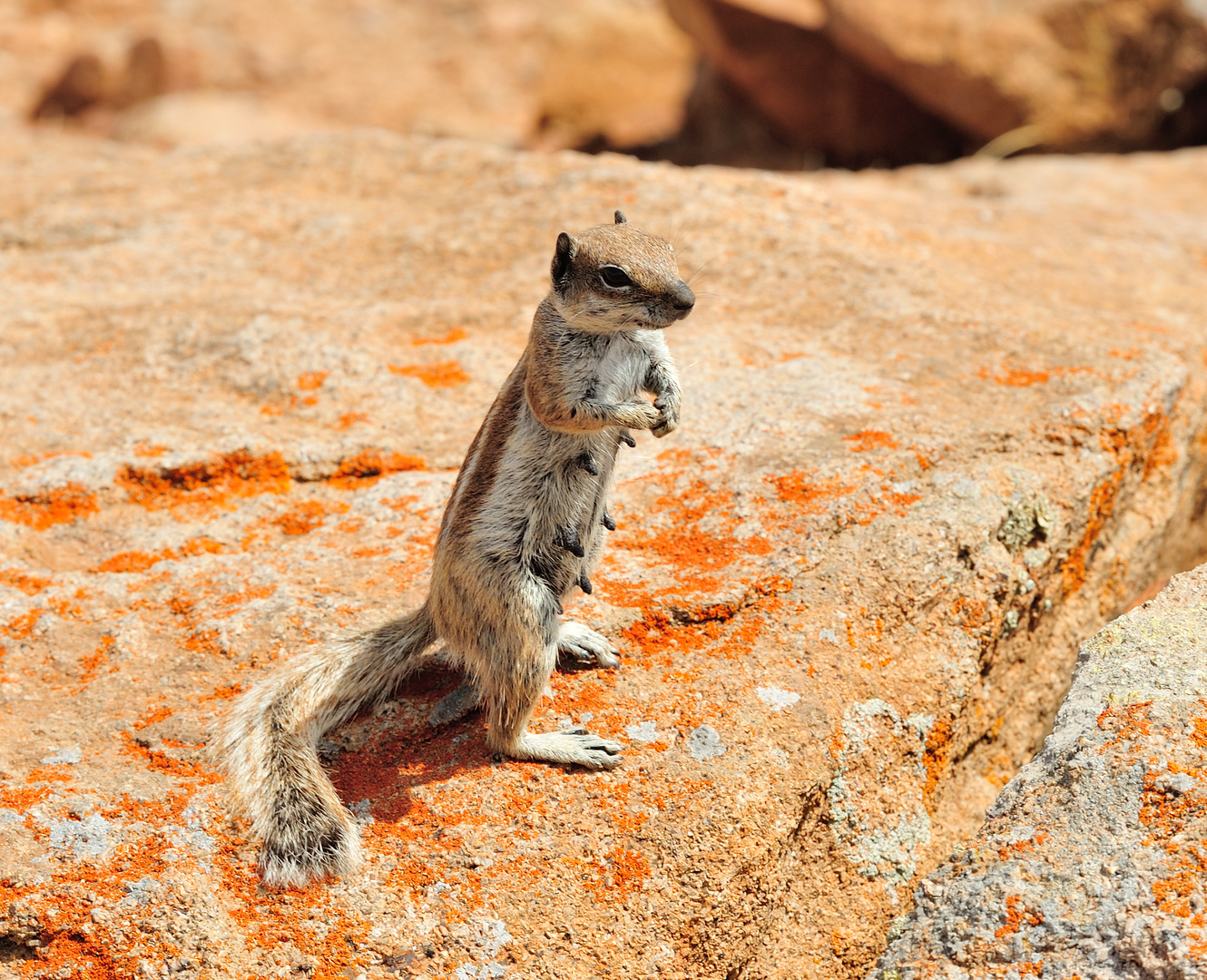 Atlas-Hörnchen auf Fuerteventura