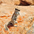 Atlas-Hörnchen auf Fuerteventura