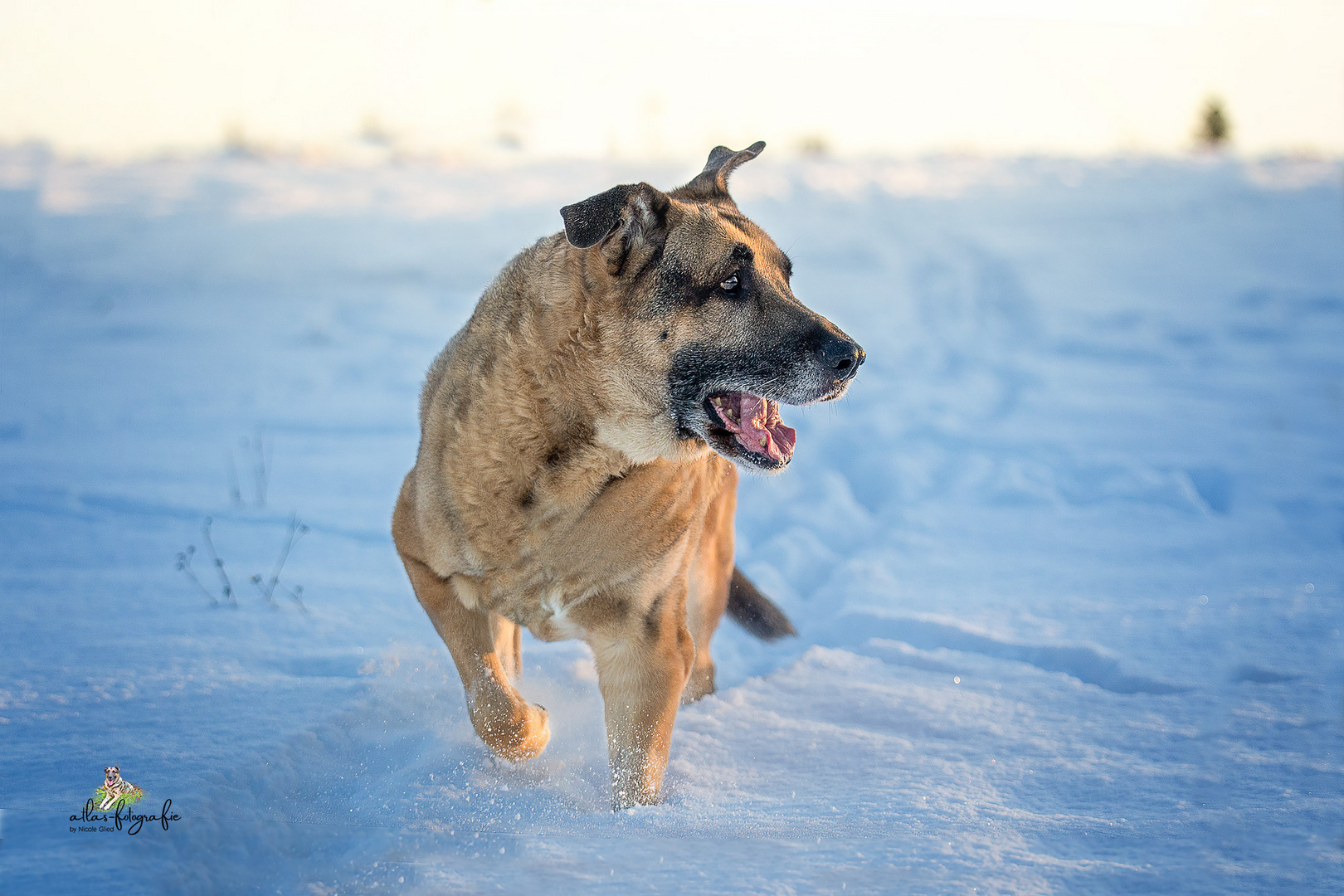 Atlas im Schnee 