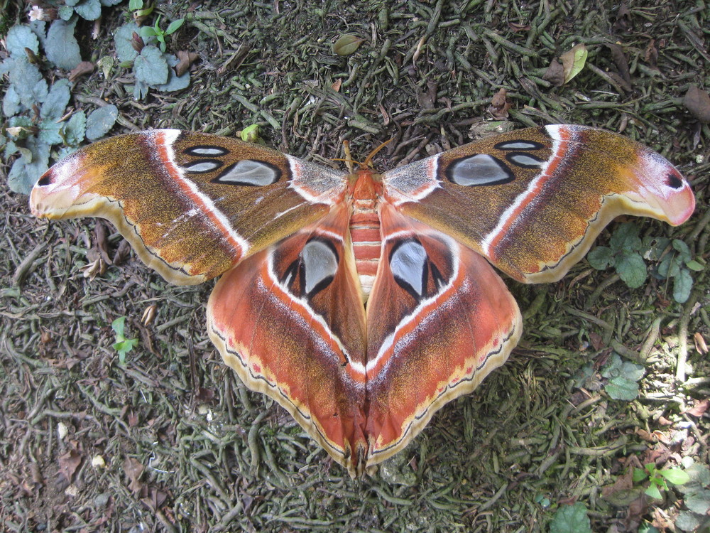 Atlas Moth