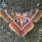 Atlas Moth