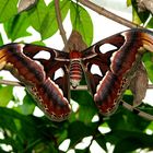 Atlas Moth