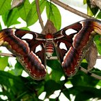 Atlas Moth