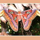 Atlas Moth