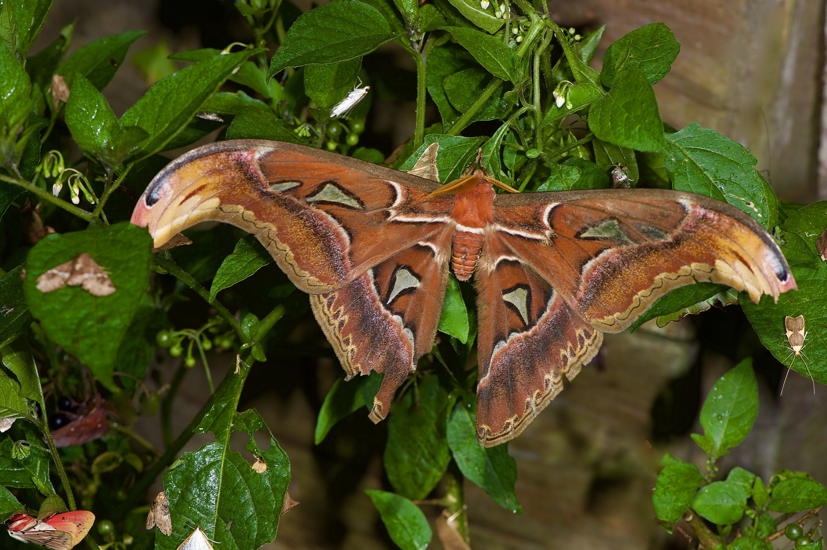 Atlas Spinner aus dem Tropischen Regenwald von Borneo  o