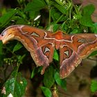 Atlas Spinner aus dem Tropischen Regenwald von Borneo  o