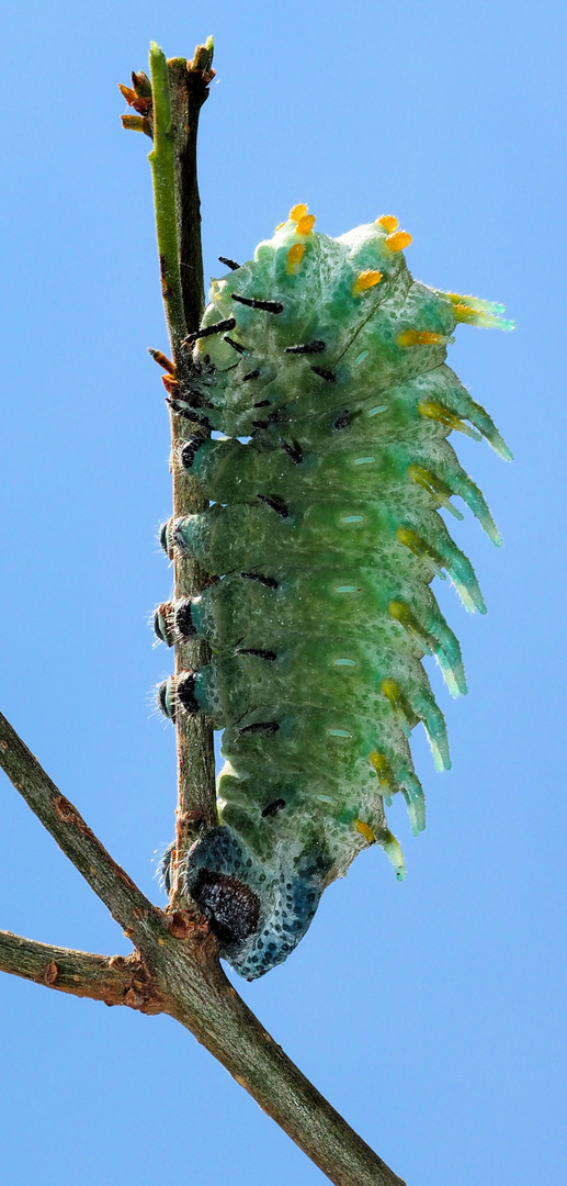 Atlas Spinner Raupe 