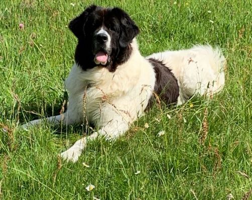 Atlas unser Haudegen. 