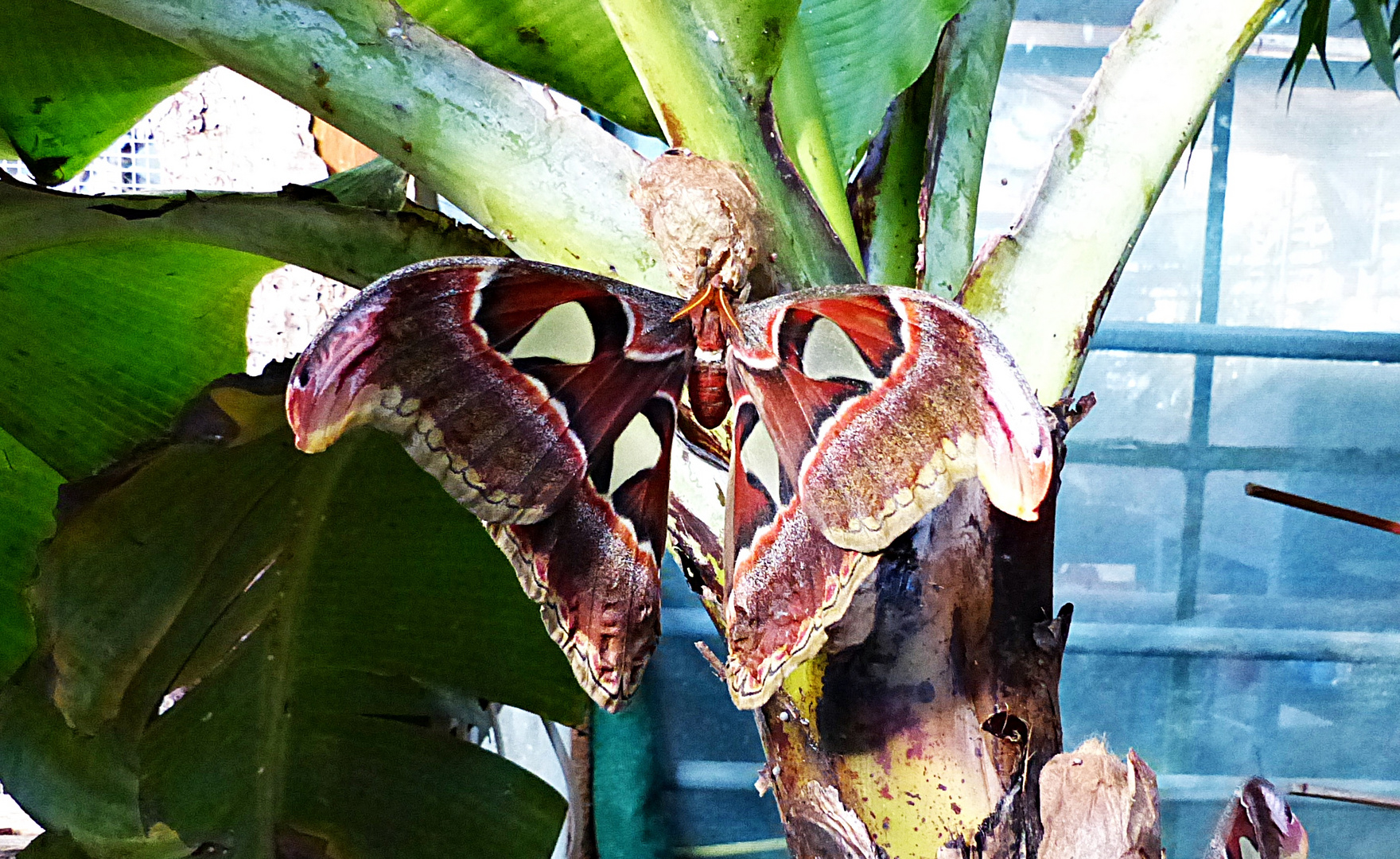 Atlasfalter, Atlasspinner Attacus Atlas