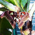 Atlasfalter, Atlasspinner Attacus Atlas