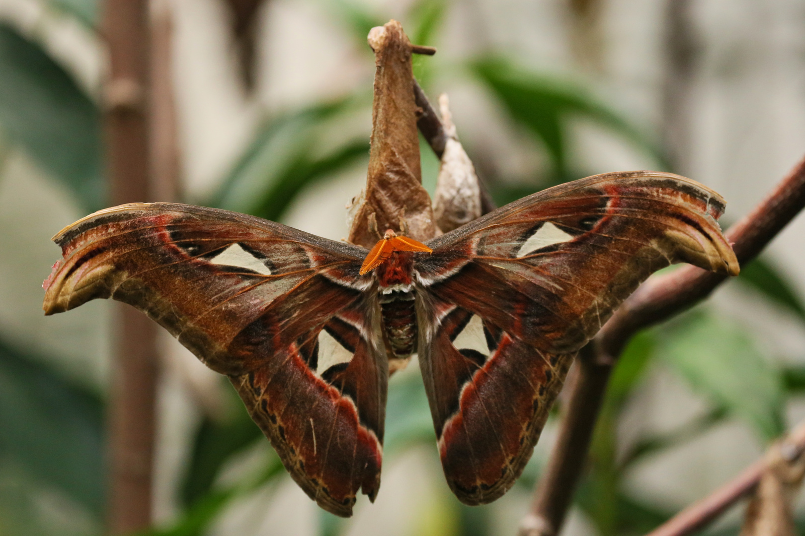 Atlasfalter, Attacus atlas (2014_10_23_EOS 6D_7995_ji)