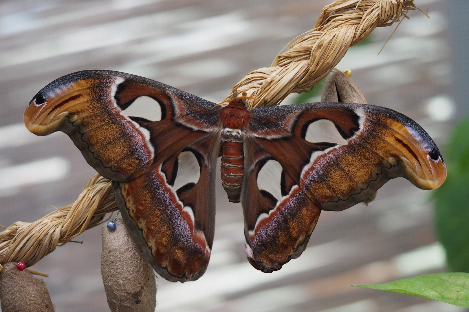 Atlasfalter (Attacus atlas)