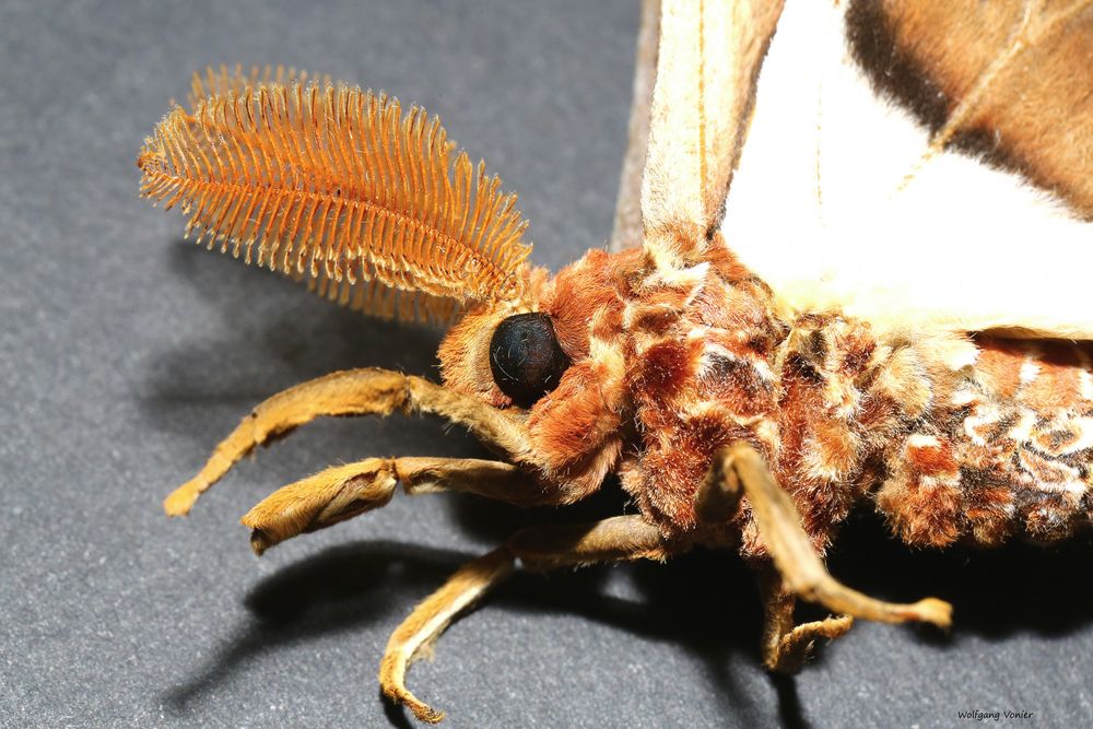  Atlasfalter Attacus atlas