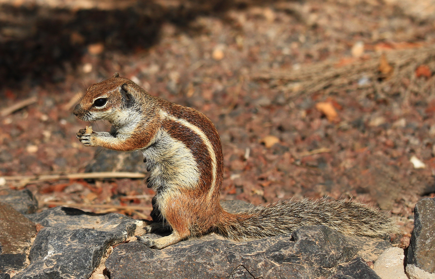 Atlashörnchen 01