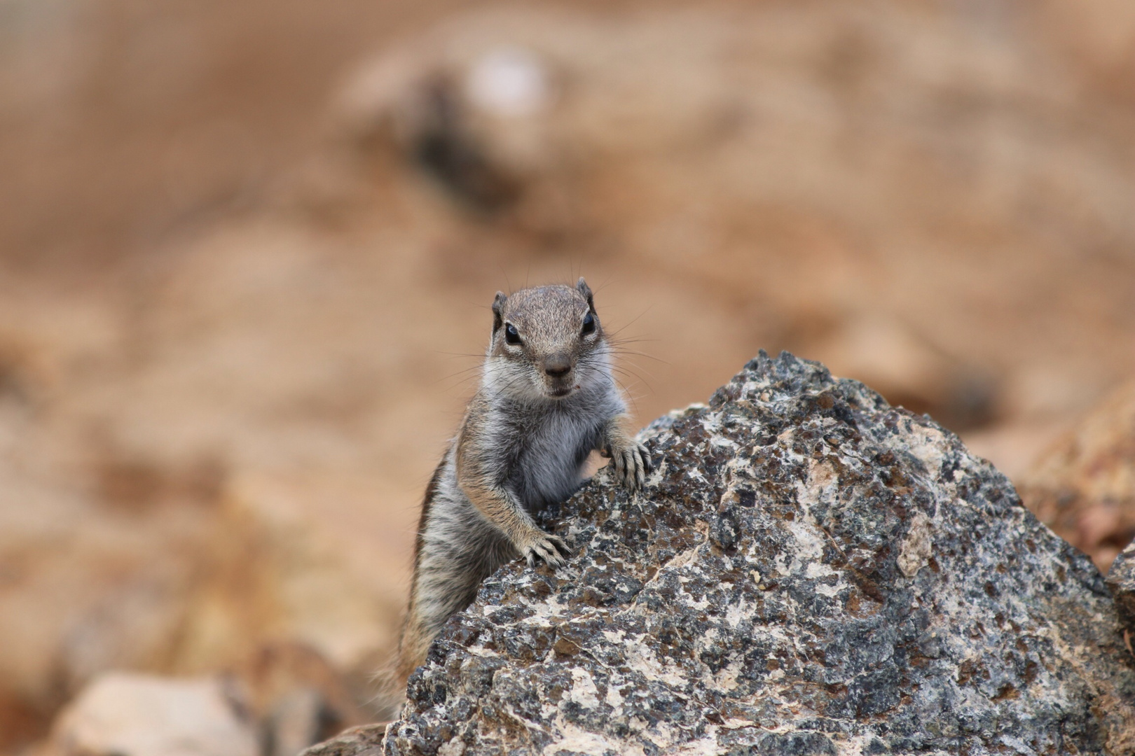 Atlashörnchen