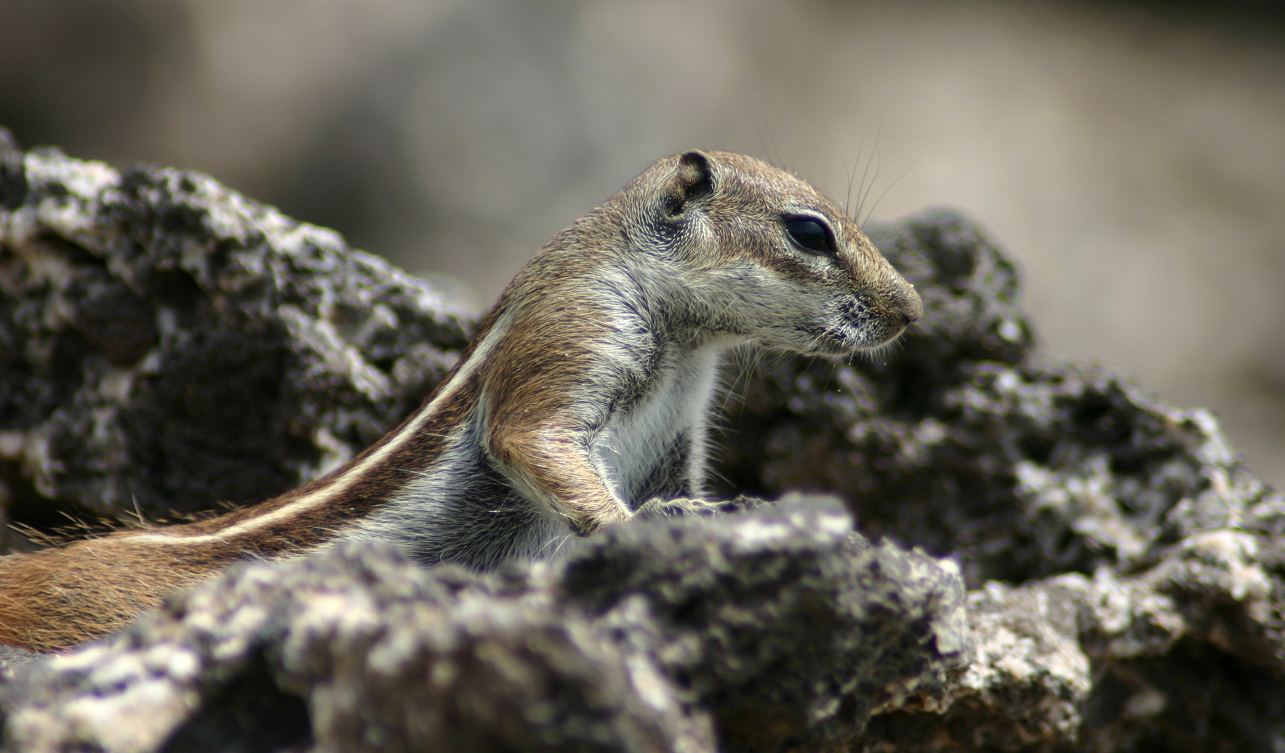 Atlashörnchen