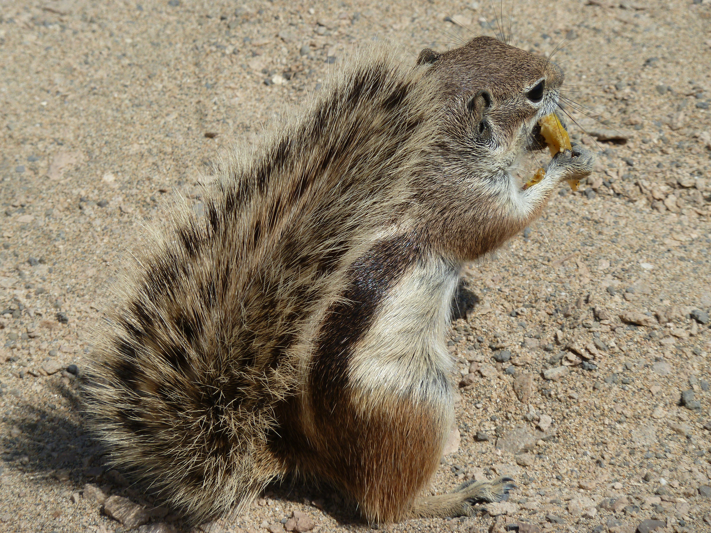 atlashörnchen