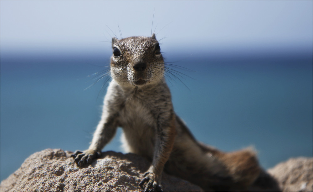 .Atlashörnchen.