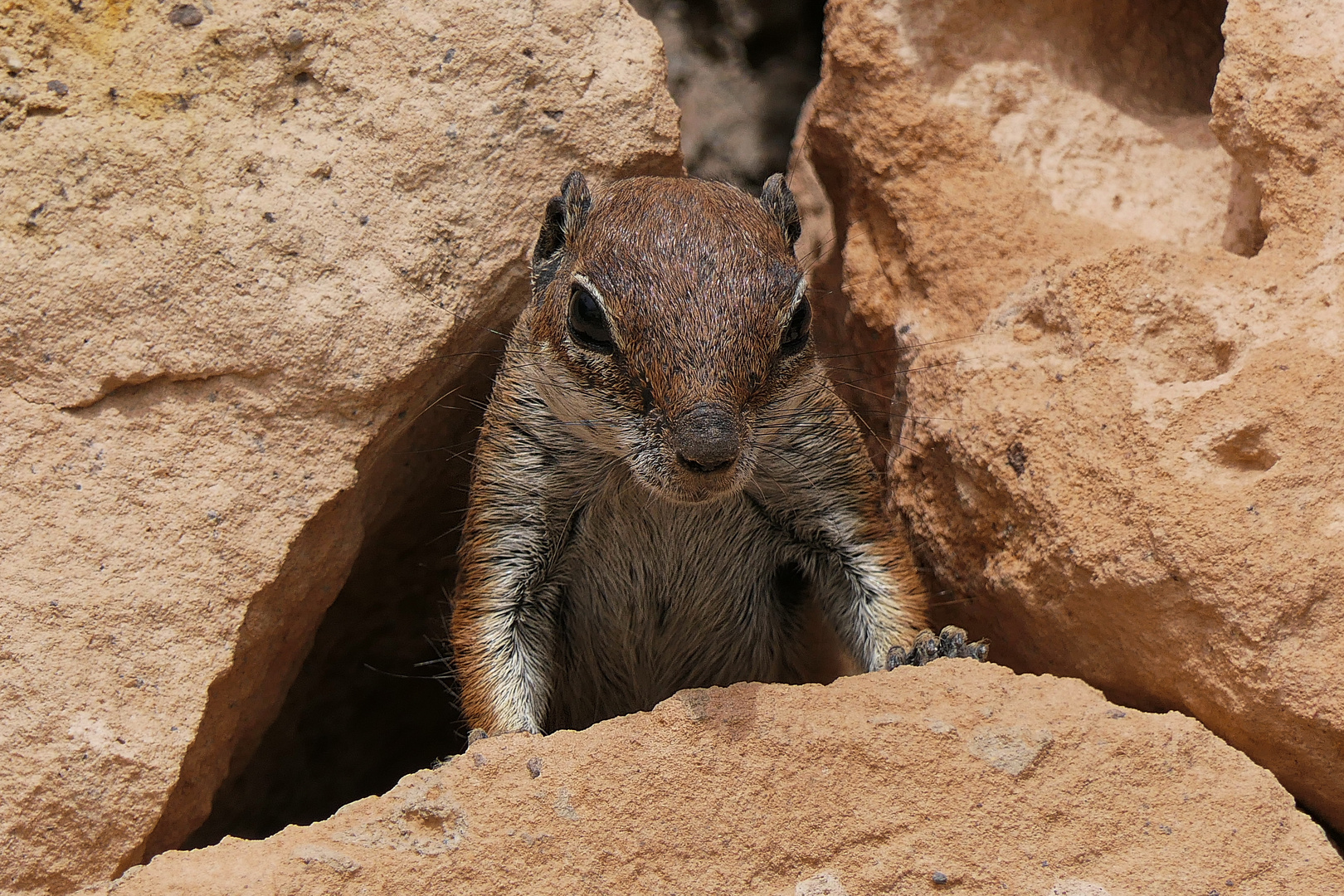 Atlashörnchen