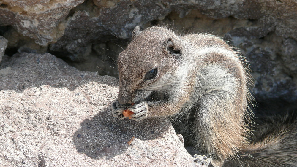 Atlashörnchen