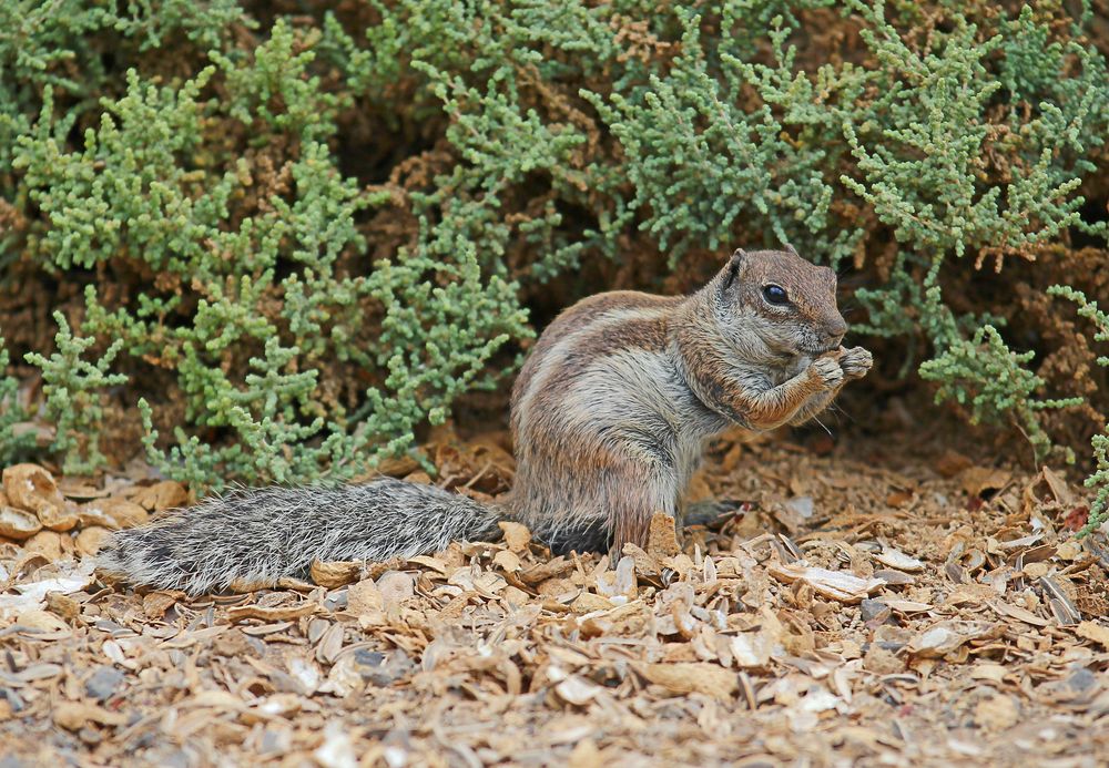 Atlashörnchen